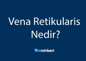 Vena Retikularis Nedir?