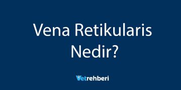 Vena Retikularis Nedir?