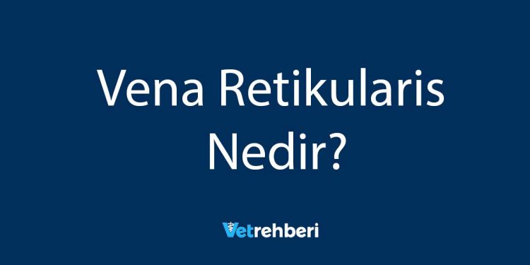 Vena Retikularis Nedir?