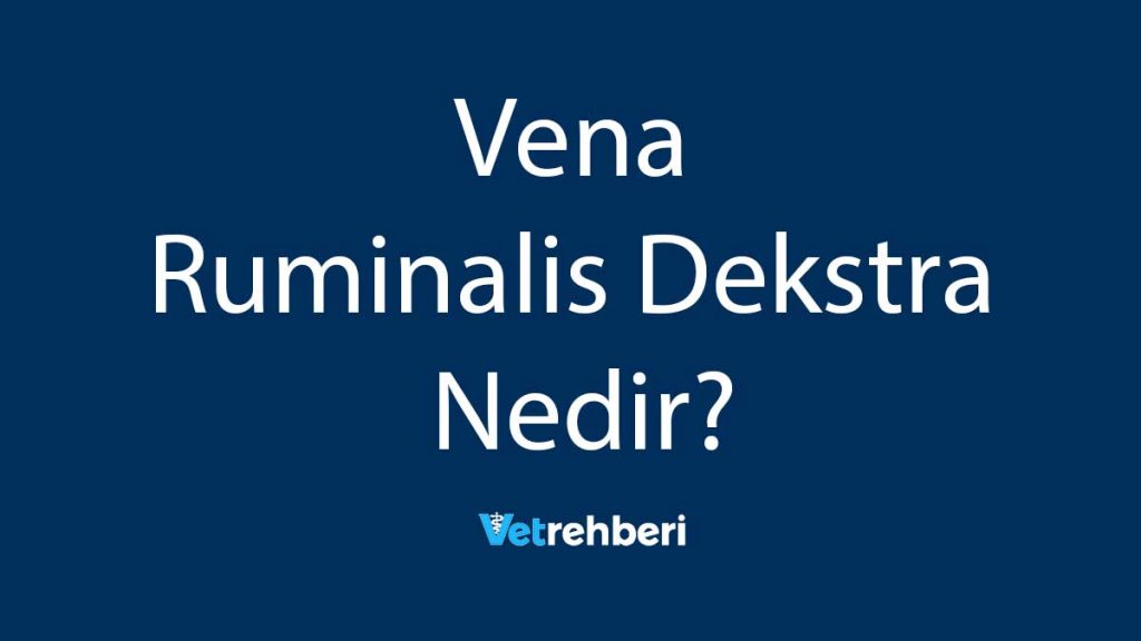 Vena Ruminalis Dekstra Nedir?