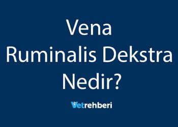 Vena Ruminalis Dekstra Nedir?