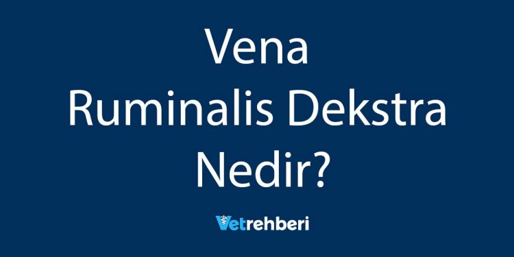 Vena Ruminalis Dekstra Nedir?