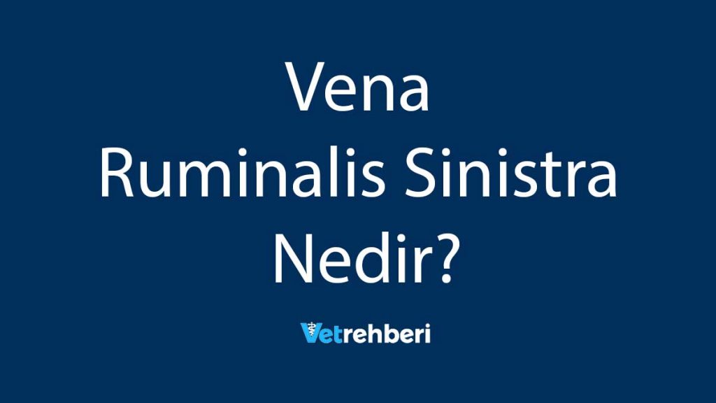 Vena Ruminalis Sinistra Nedir?