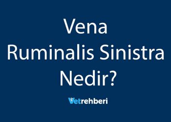 Vena Ruminalis Sinistra Nedir?