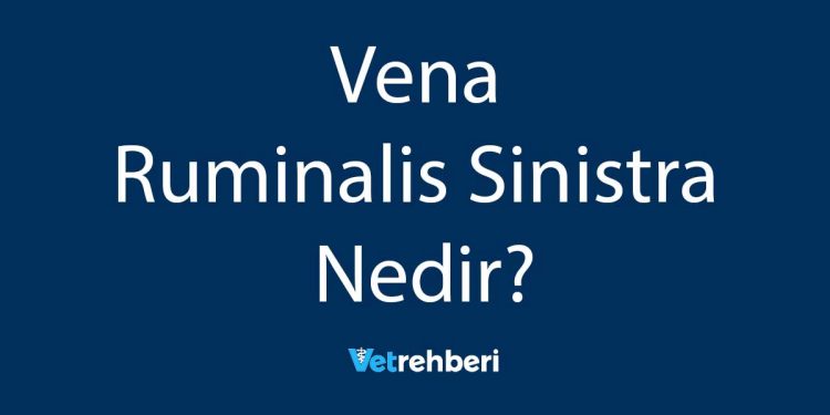 Vena Ruminalis Sinistra Nedir?