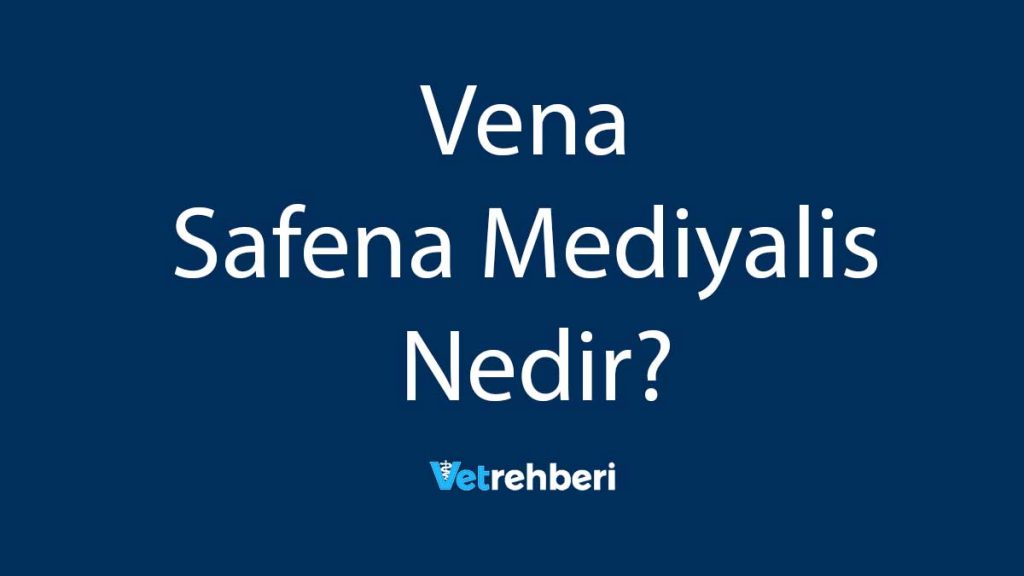 Vena Safena Mediyalis Nedir?