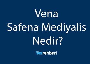 Vena Safena Mediyalis Nedir?