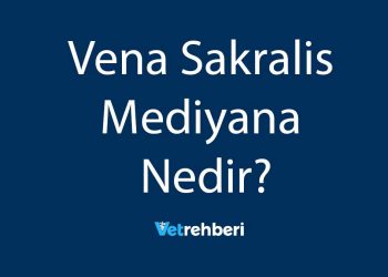 Vena Sakralis Mediyana Nedir?