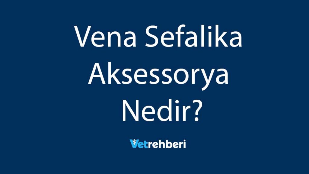 Vena Sefalika Aksessorya Nedir?