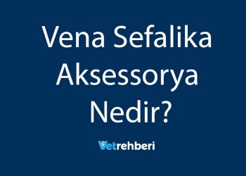 Vena Sefalika Aksessorya Nedir?