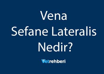 Vena Sefane Lateralis Nedir?