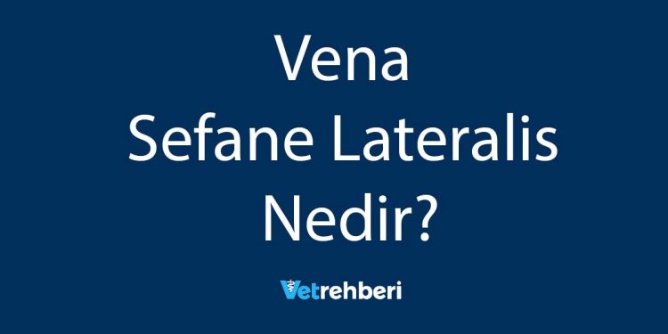 Vena Sefane Lateralis Nedir?