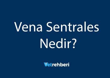 Vena Sentrales Nedir?