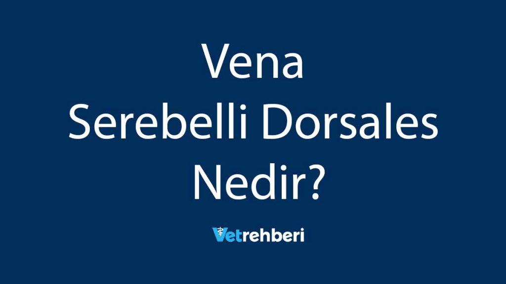 Vena Serebelli Dorsales Nedir?