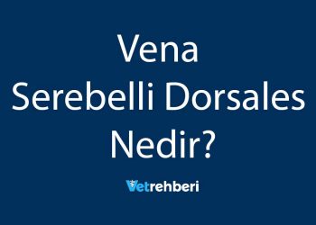 Vena Serebelli Dorsales Nedir?
