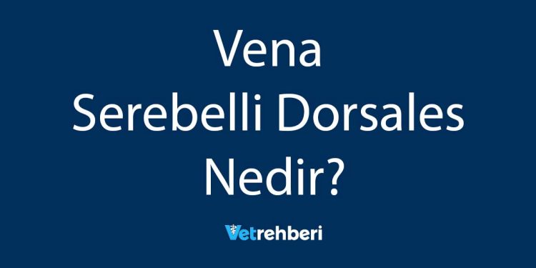 Vena Serebelli Dorsales Nedir?