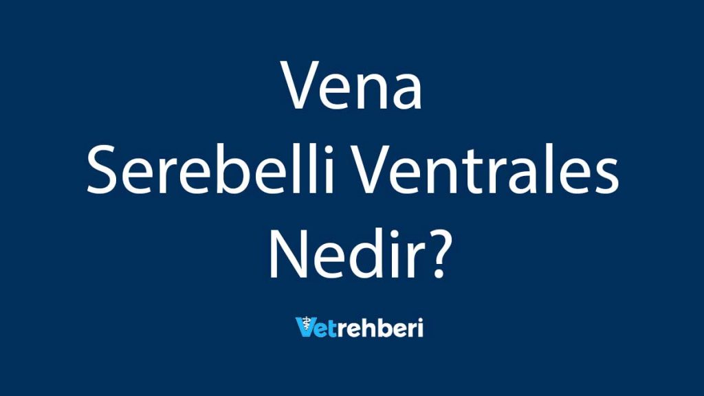 Vena Serebelli Ventrales Nedir?