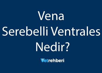 Vena Serebelli Ventrales Nedir?