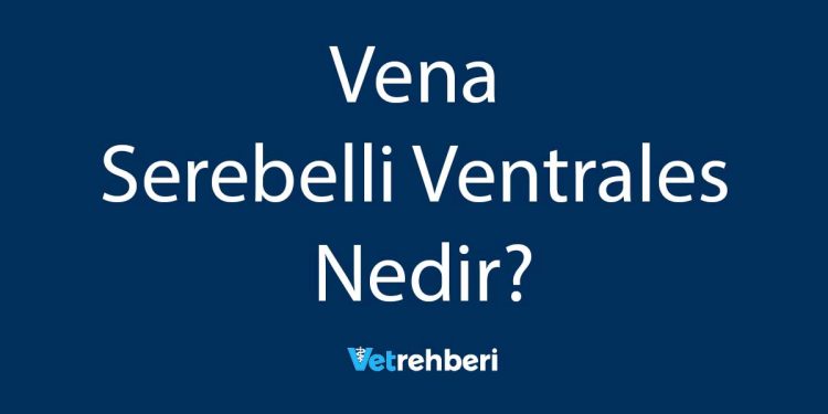 Vena Serebelli Ventrales Nedir?