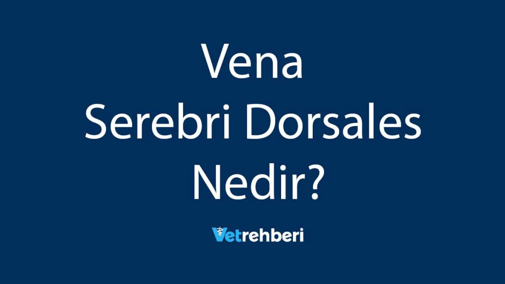 Vena Serebri Dorsales Nedir?