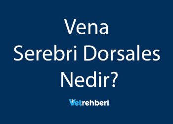 Vena Serebri Dorsales Nedir?