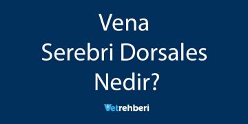 Vena Serebri Dorsales Nedir?