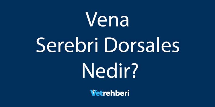 Vena Serebri Dorsales Nedir?