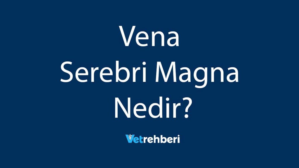 Vena Serebri Magna Nedir?