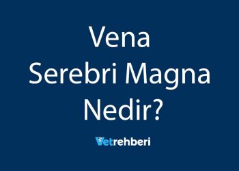 Vena Serebri Magna Nedir?