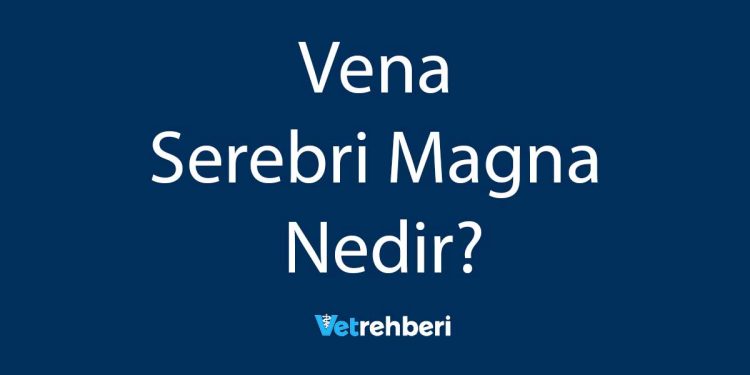 Vena Serebri Magna Nedir?