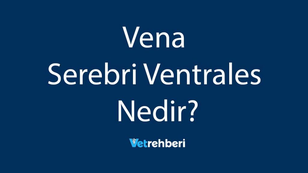 Vena Serebri Ventrales Nedir?