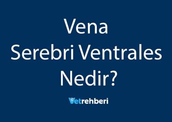 Vena Serebri Ventrales Nedir?