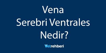 Vena Serebri Ventrales Nedir?