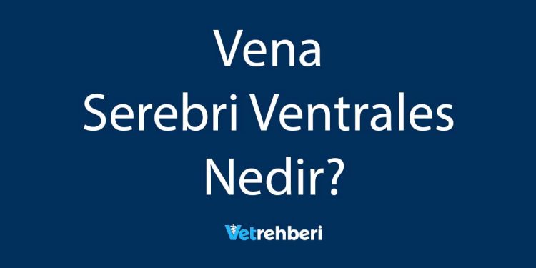 Vena Serebri Ventrales Nedir?