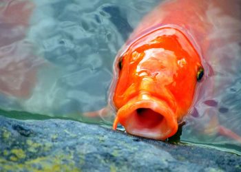 Balıklarda Bakteriyel Yüzgeç Hastalığı