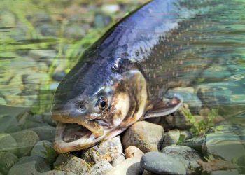 Balıklarda Columnaris Hastalığı