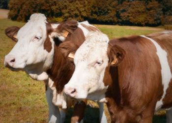 Çiftlik Hayvanlarında Kansızlık