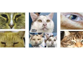 Kedilerde Entropiyum