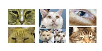 Kedilerde Entropiyum