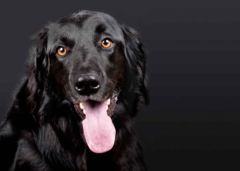 Köpeklerde İrinli Hepatitis Hastalığı (Karaciğer Apseleri)