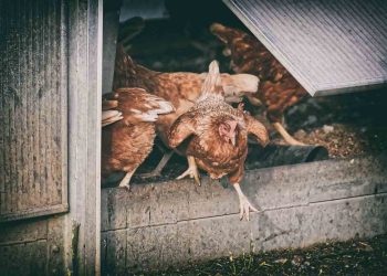 Sürü Yoğunluğunun Etlik Piliç Üretim Parametrelerine Etkileri