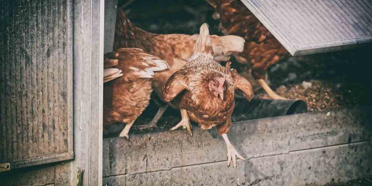 Sürü Yoğunluğunun Etlik Piliç Üretim Parametrelerine Etkileri