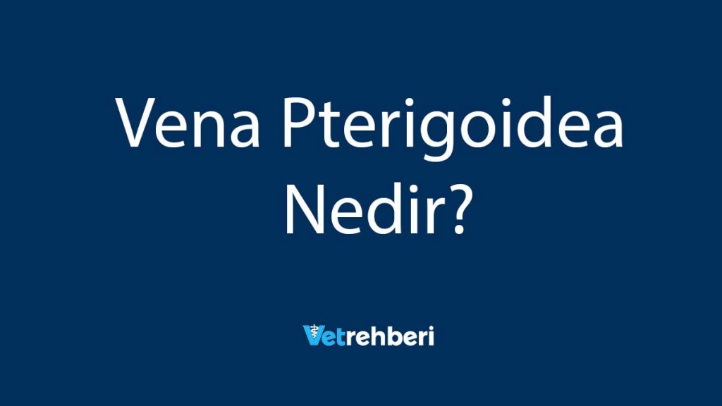 Vena Pterigoidea Nedir?