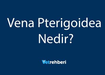 Vena Pterigoidea Nedir?