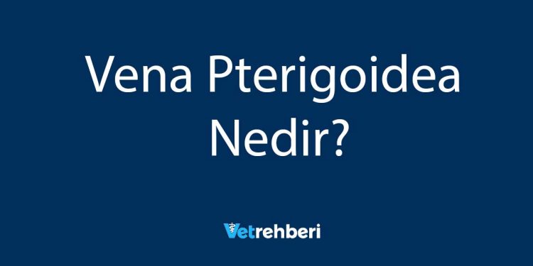 Vena Pterigoidea Nedir?