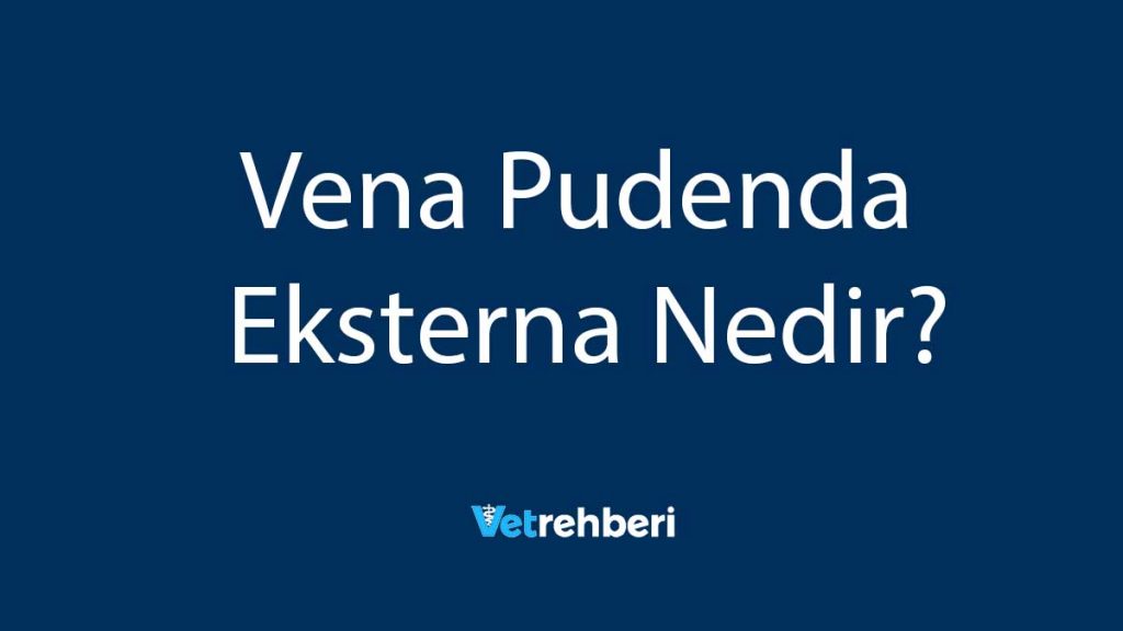 Vena Pudenda Eksterna Nedir?