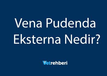 Vena Pudenda Eksterna Nedir?
