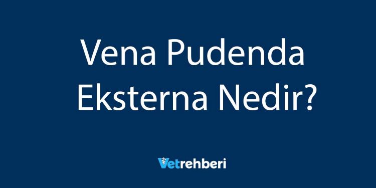 Vena Pudenda Eksterna Nedir?