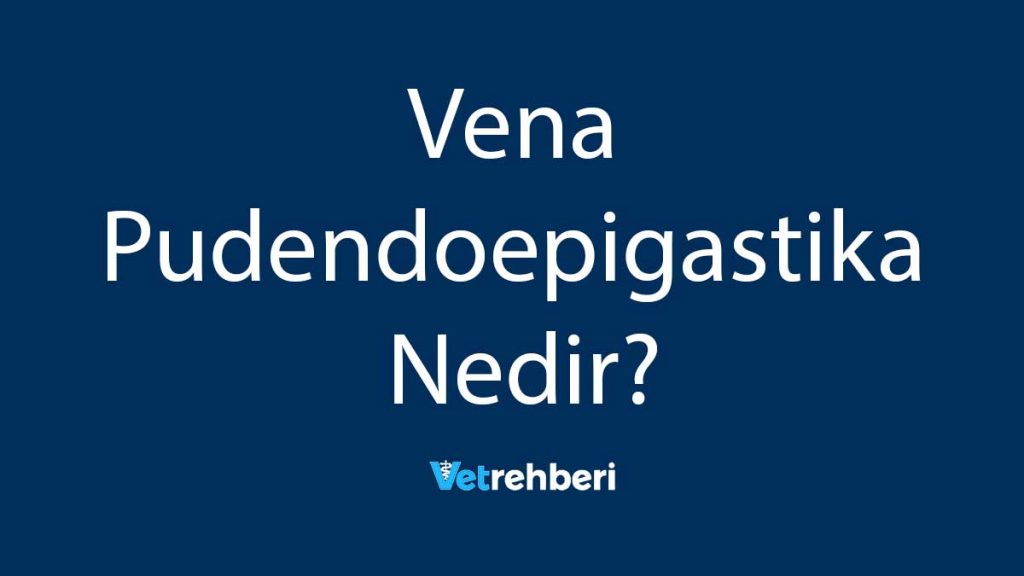 Vena Pudendoepigastika Nedir?