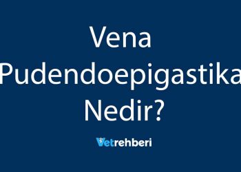 Vena Pudendoepigastika Nedir?